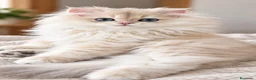 Británico de Pelo Corto gatos en venta: Gatitos Británicos  - Anuncio 5