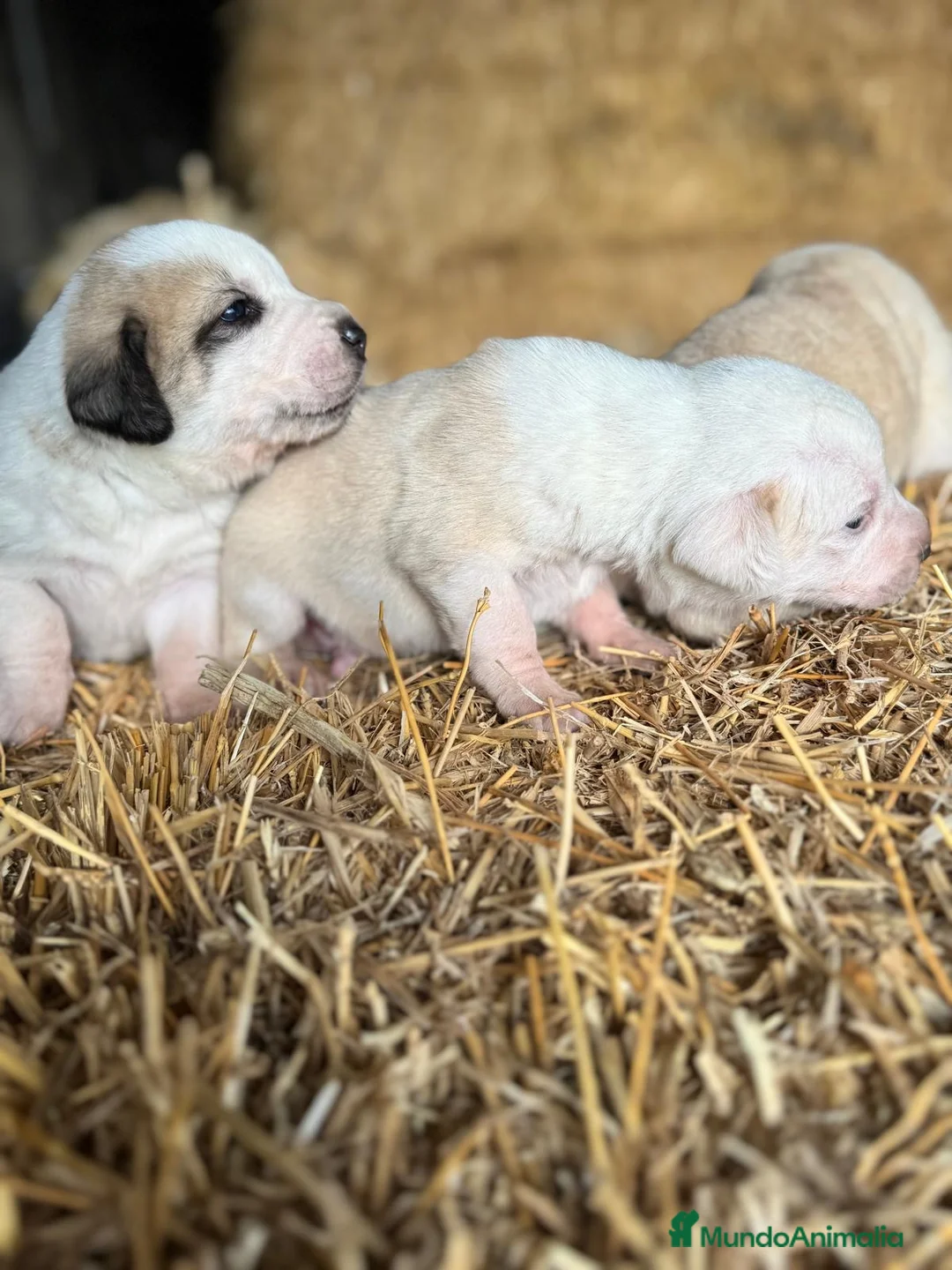 Mastín Español perros en venta: MASTIN ESPAÑOL - Anuncio 17