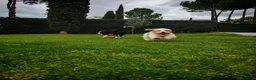 Raza Mixta perros en venta: Maltalier  - Anuncio 10