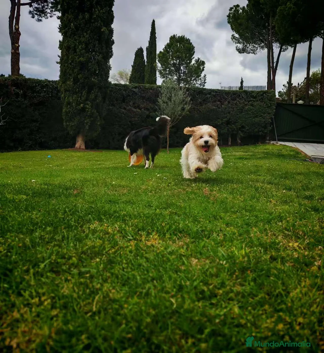 Raza Mixta perros en venta: Maltalier  - Anuncio 10