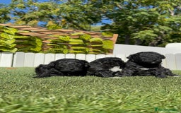 Caniche Toy perros en venta: CANICHE TOY - Imagen 13