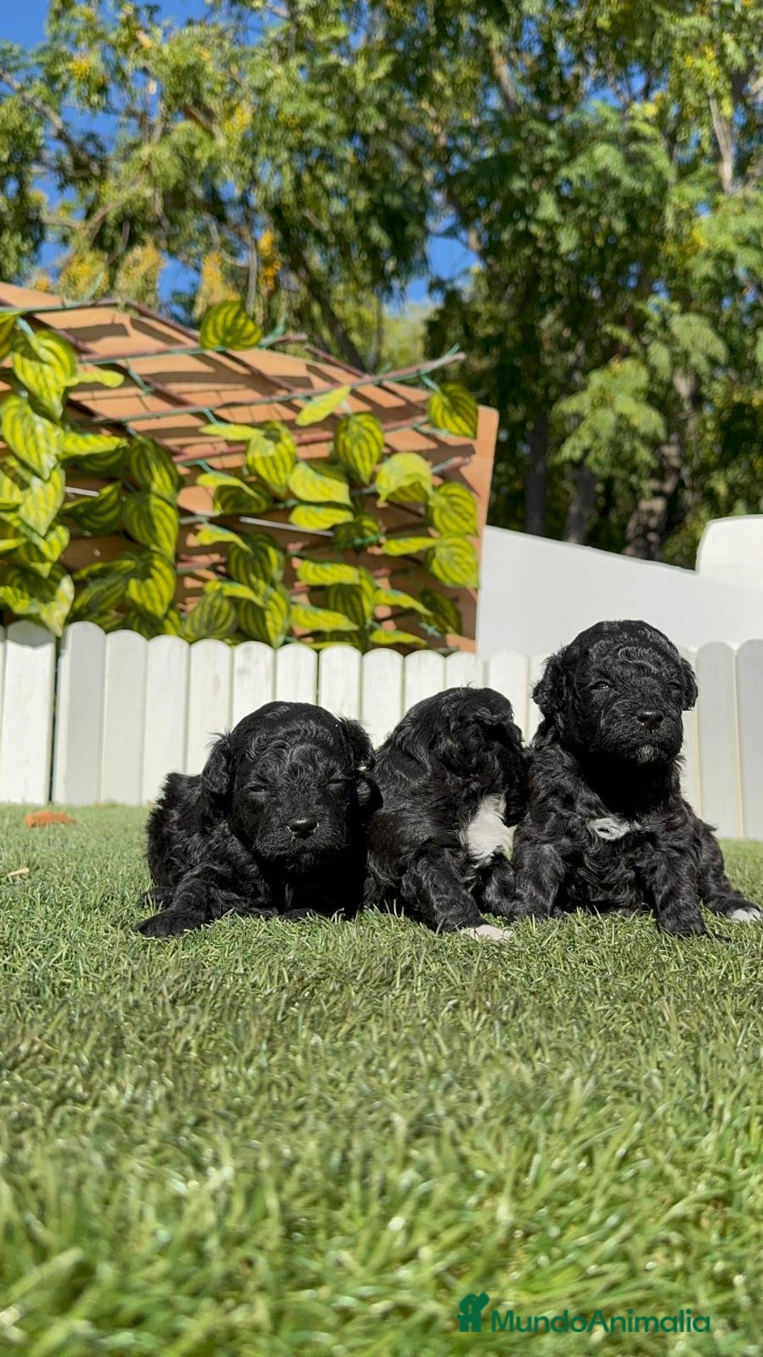 Caniche Toy perros en venta: CANICHE TOY - Imagen 13