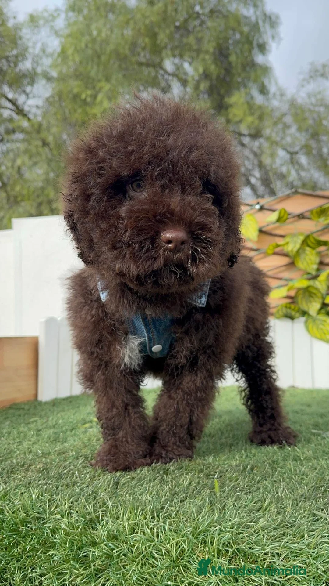 Perro de Agua Español perros en venta: PERRO DE AGUA ESPAÑOL - Anuncio 18