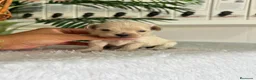Maltipoo perros en venta: MALTIPOO DE LÍNEA COREANA – PEQUEÑOS QUE ENAMORAN - Anuncio 9