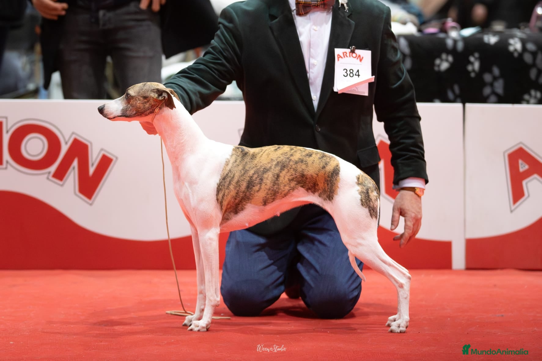 Bee for Athanatos of Gentel Mind