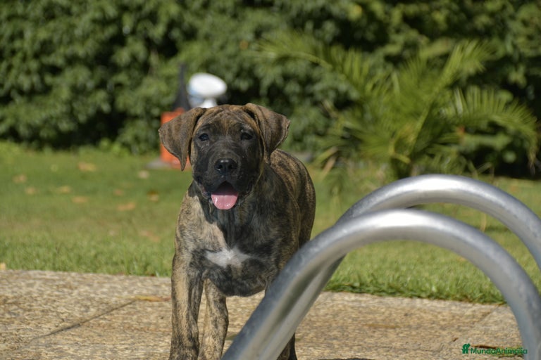 Imagen de galería {{count}}