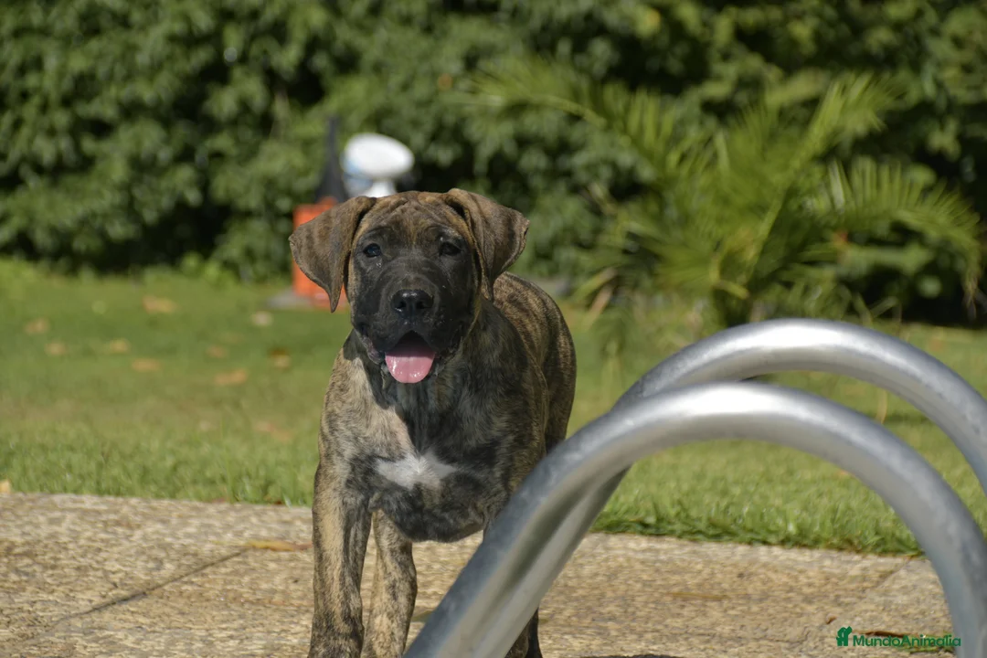 Imagen de galería {{count}}