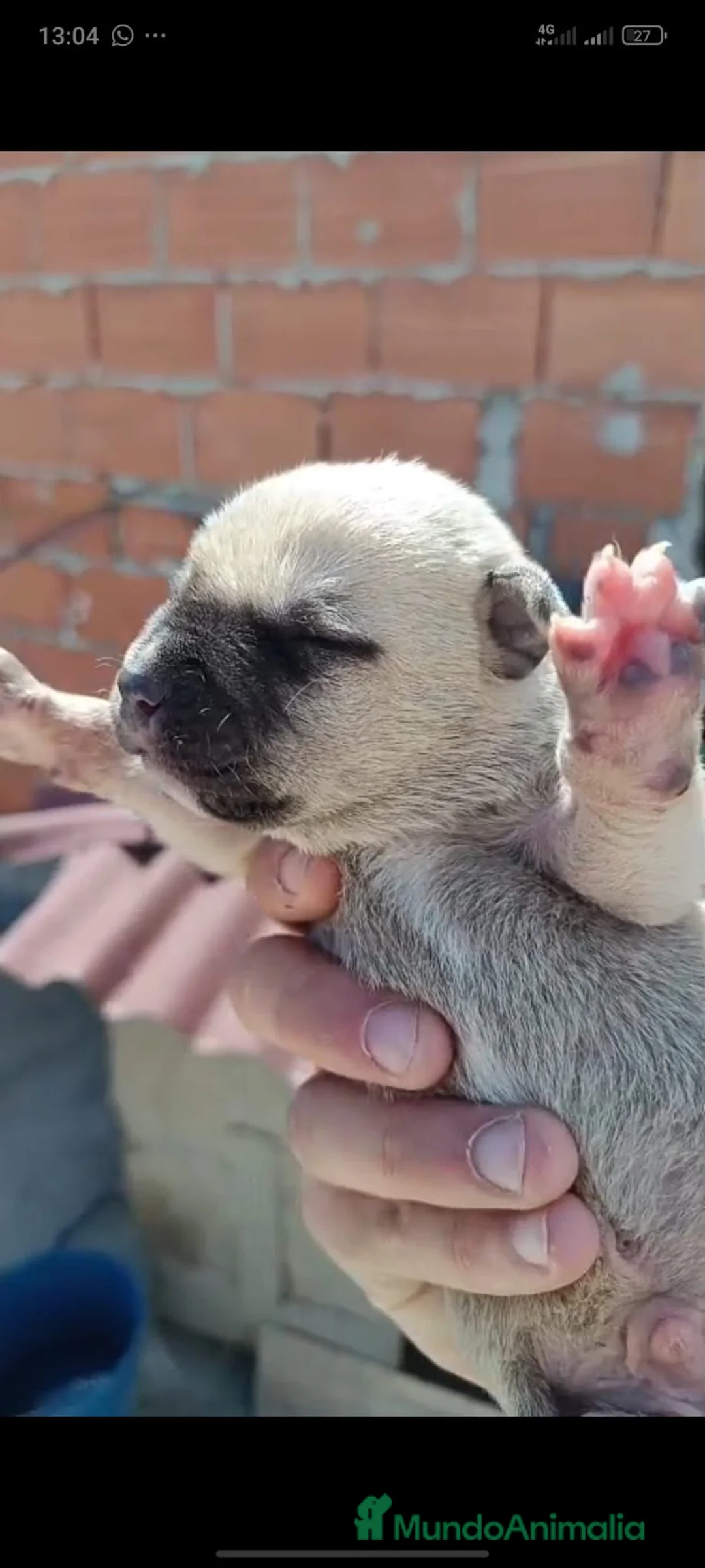 American Staffordshire-Terrier perros en venta: American Stanfordshire terrier. Calidad  - Anuncio 1