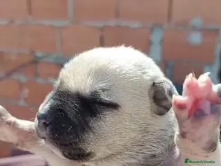 American Staffordshire-Terrier perros American Stanfordshire terrier. Calidad - Anuncio 1