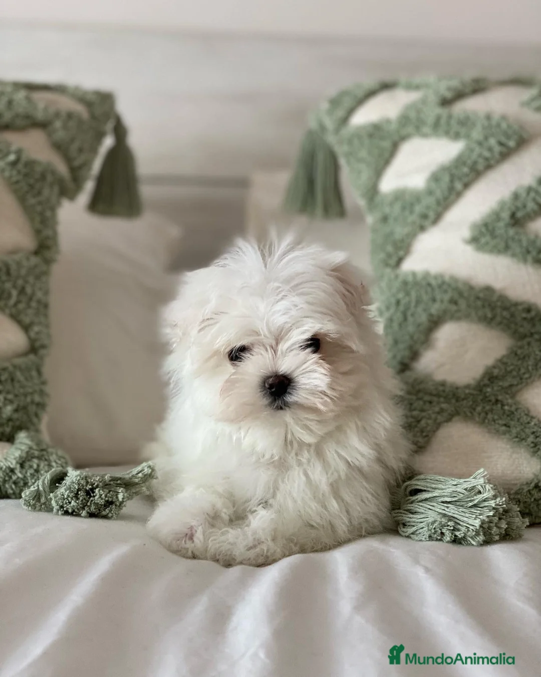 Bichón Maltés perros en venta: Bichon maltes toy, criadores profesionales en Madrid - Anuncio 5