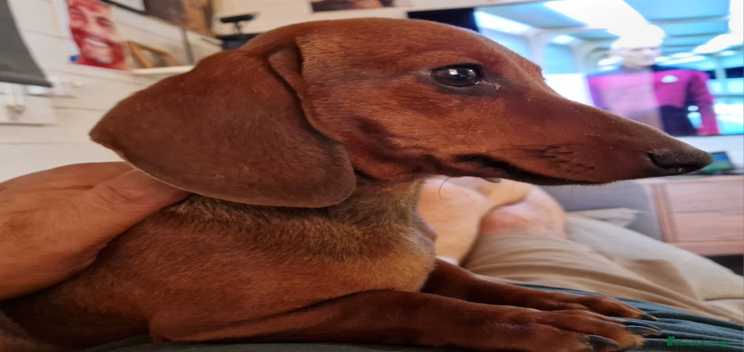 Imagen de galería {{count}}