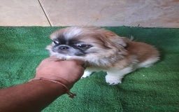Pekinés perros en venta: Pequines  - Anuncio 4
