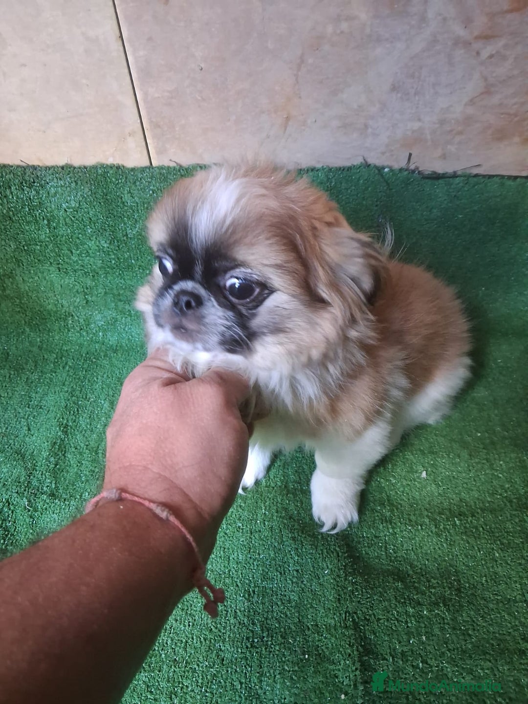 Pekinés perros en venta: Pequines  - Anuncio 4
