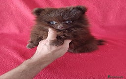 Pomerania perros en venta: Pomerania Toy Chocolate  - Imagen 1