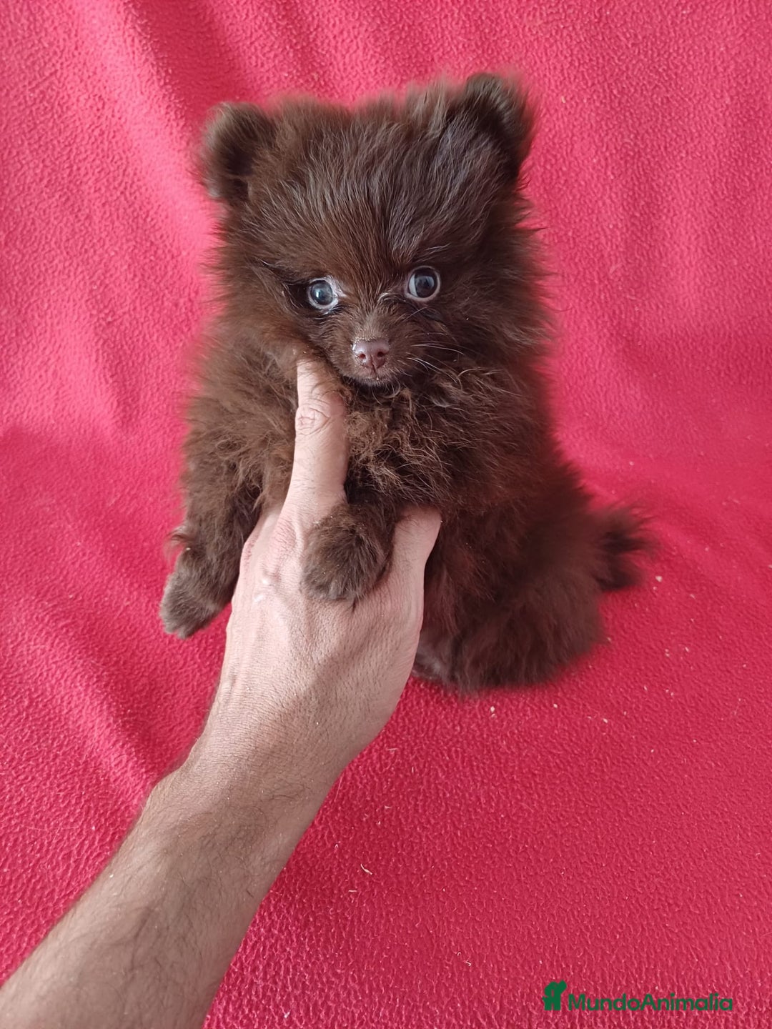Pomerania perros en venta: Pomerania Toy Chocolate  - Imagen 1