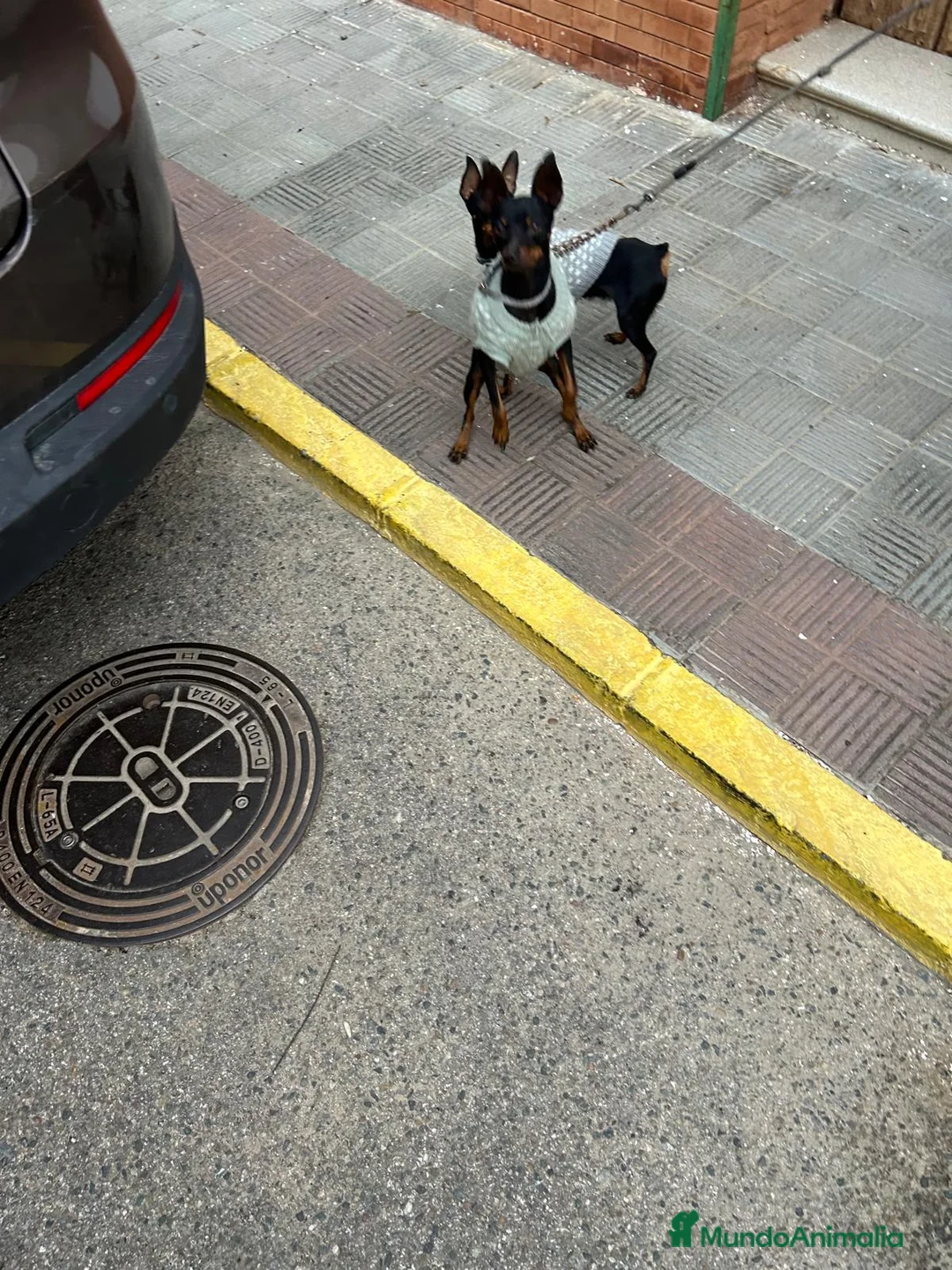 Ratón de Praga perros en venta: Ratón de Praga maxima calidad toy - Anuncio 6