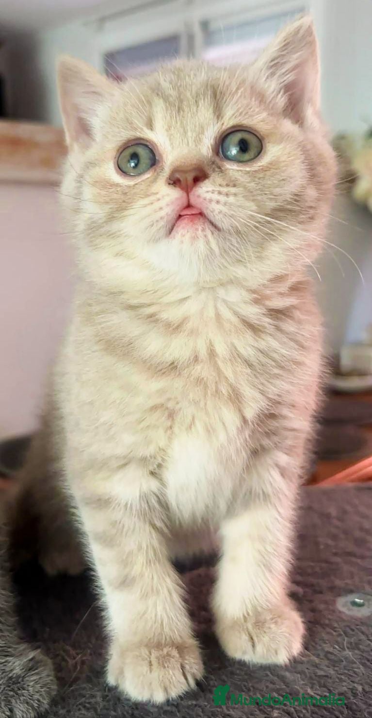Británico de Pelo Corto gatos British shorthair Lilac silver tabby  - Anuncio 1