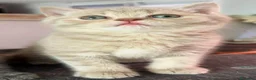 Británico de Pelo Corto gatos en venta: British shorthair Lilac silver tabby  - Anuncio 1