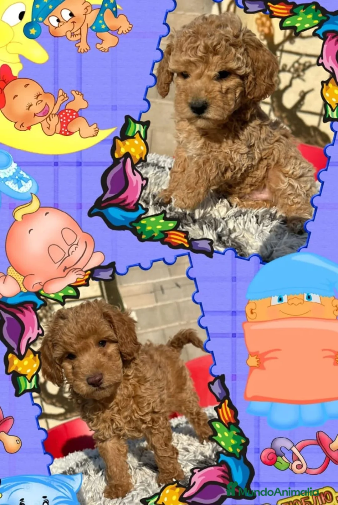 Caniche Toy perros en venta: Camada familiar de caniche  toy - Anuncio 1