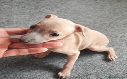 Pequeño Lebrel Italiano perros en venta: GALGA ITALIANA HEMBRA - Imagen 4