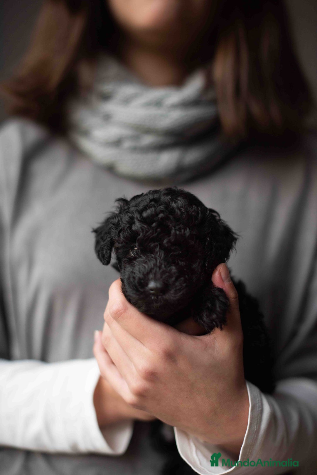 Caniche Toy perros en venta: Caniches toys negros - Anuncio 13