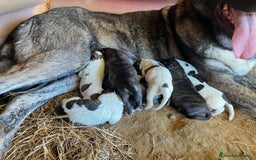 Mastín Español perros en venta: Mastín Español Autoctono Tradicional Ganadero - Imagen 2