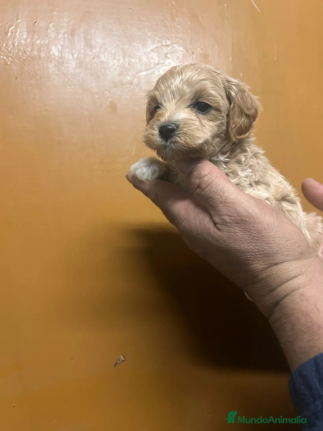 Maltipoo perros en venta: Maltipoo 628789235 - Anuncio 5