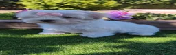Bichón Maltés perros en venta: Preciosos cachorros de bichón maltés ❤️ - Anuncio 5