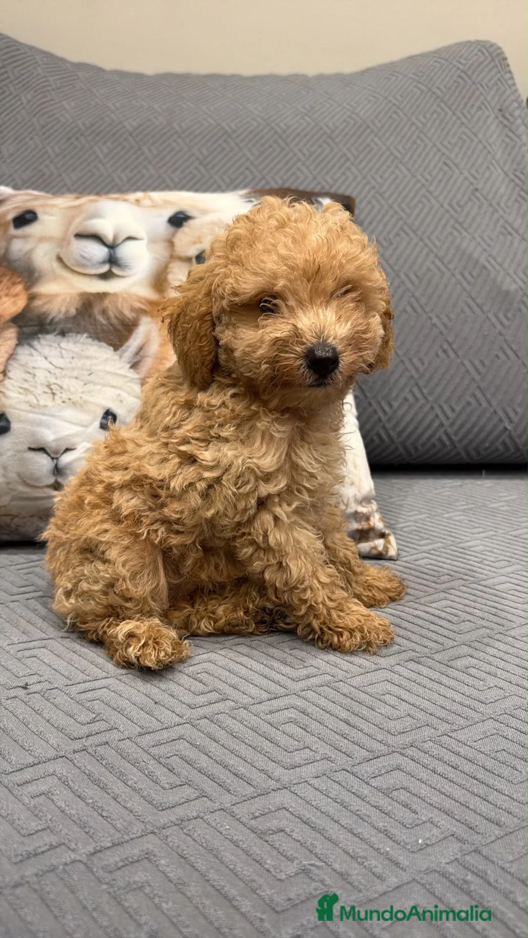 Caniche Toy perros en venta: Caniche Toy garantizado  - Anuncio 2