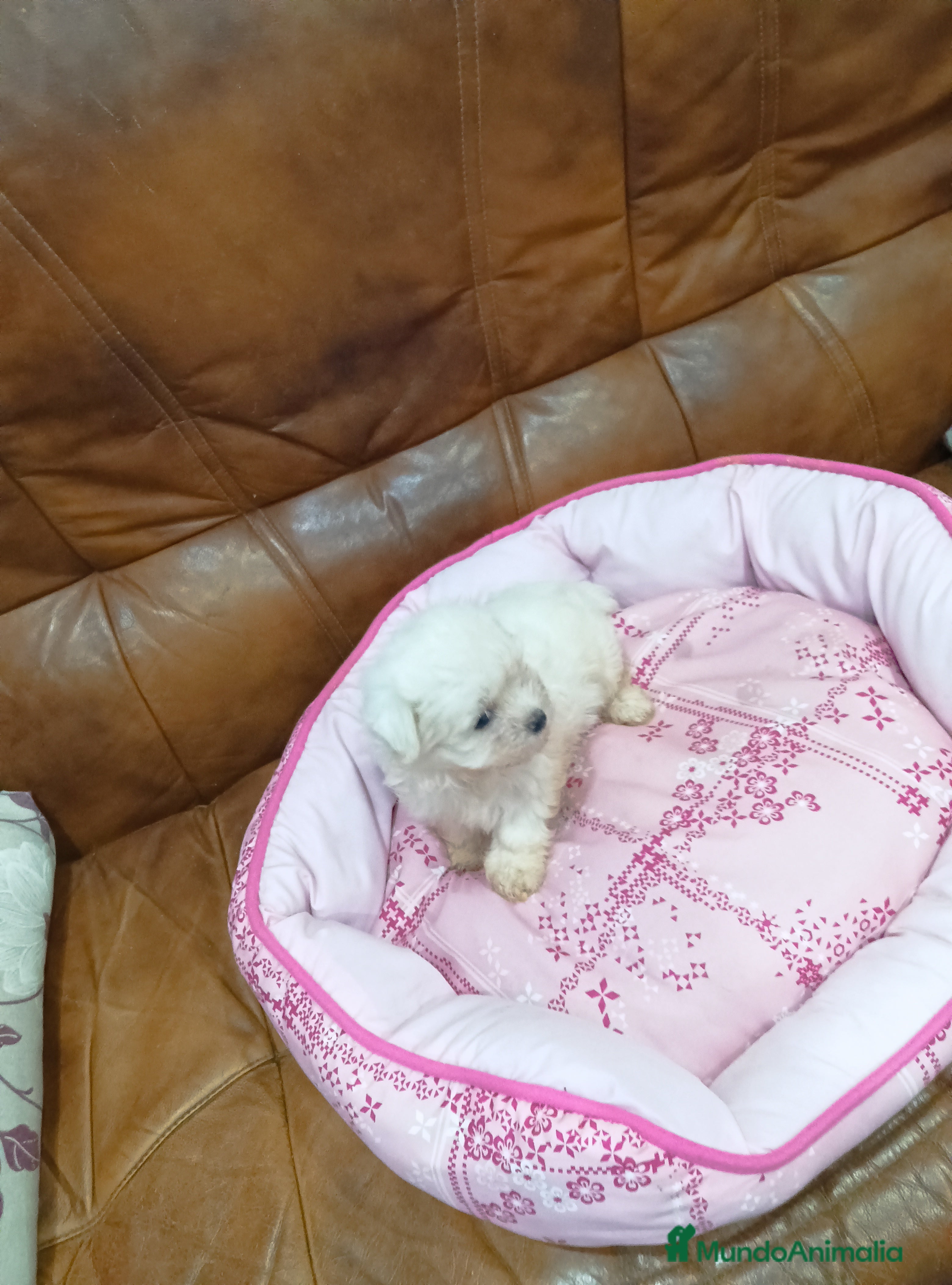 Bichón Maltés perros BICHON MALTES - Anuncio 2