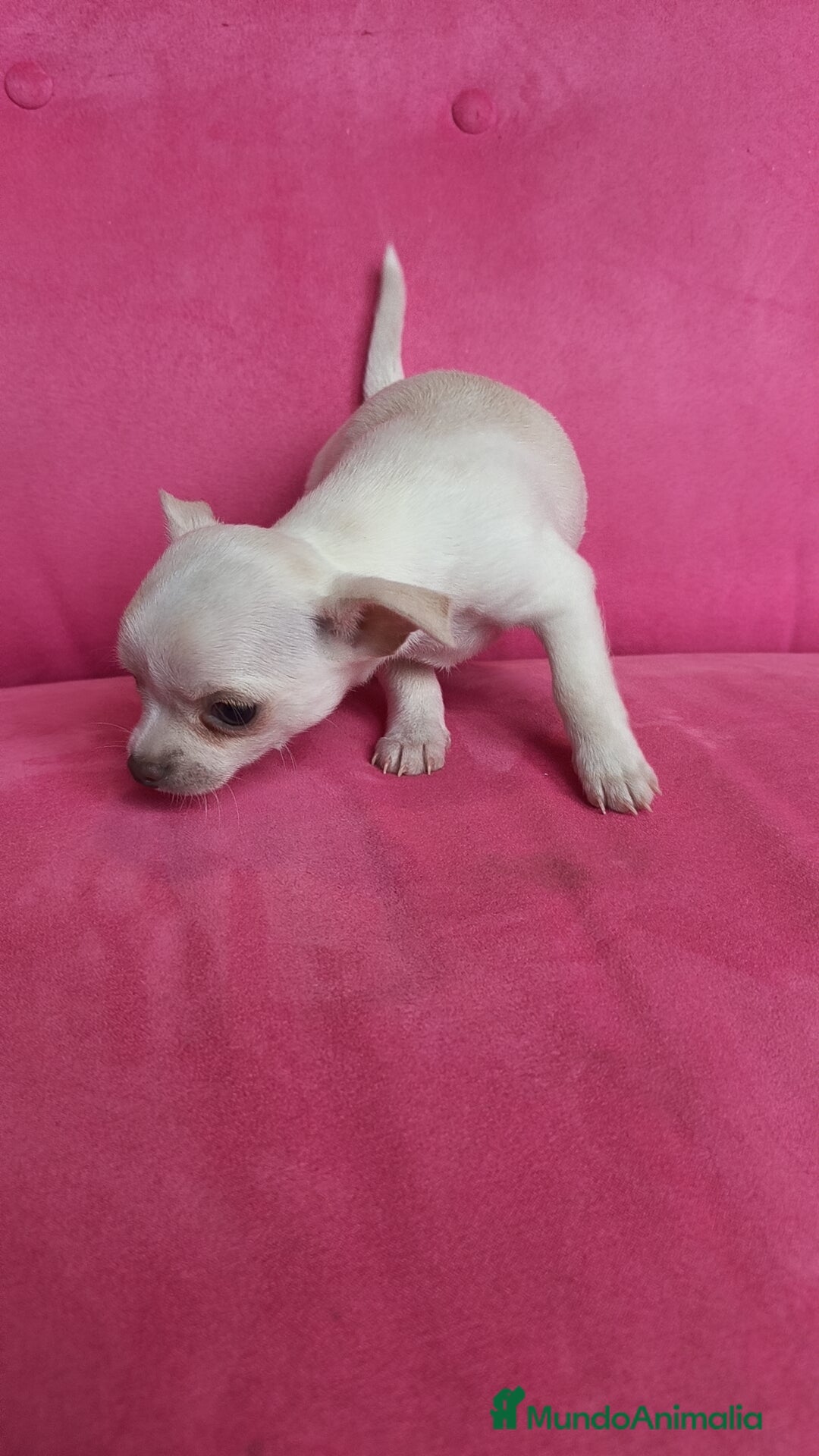 Chihuahua perros en venta: Chihuahua hembra con retrognatismo  - Anuncio 4