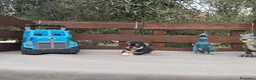 Chihuahua perros en venta: CHIHUAHUAS TOYS CABEZA de 🍎🍎 🥰🥰🥰 - Anuncio 3