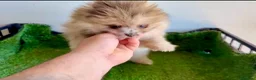 Pomerania perros en venta: Pomerañia toy - Anuncio 10