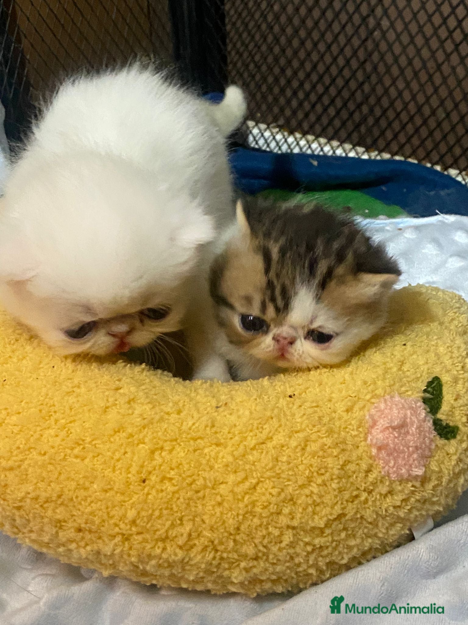 Persa gatos Camada exótica - Anuncio 2