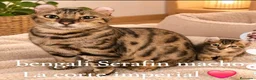 Bengalí gatos en venta: Bengalí serafín - Anuncio 3