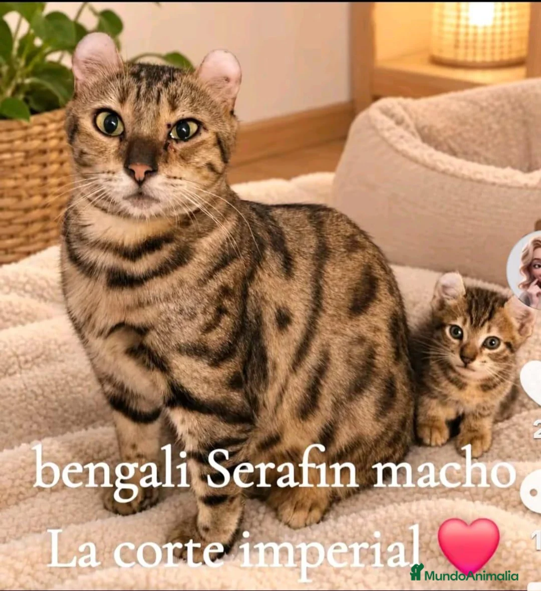 Bengalí gatos en venta: Bengalí serafín - Anuncio 3