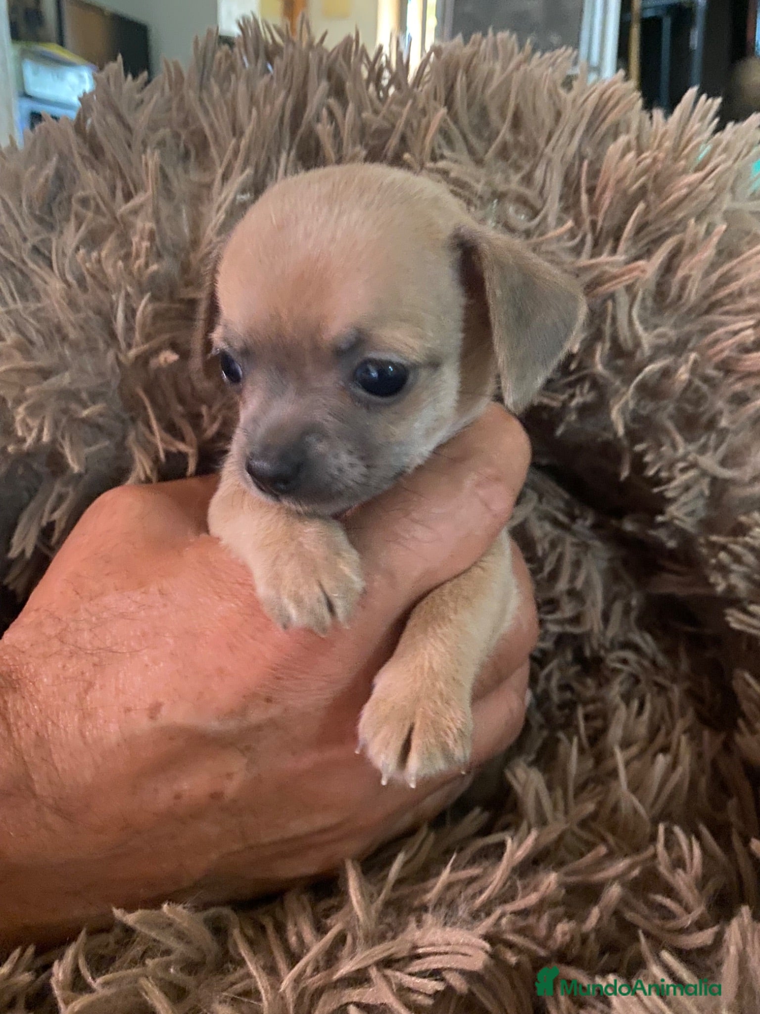 Chihuahua perros Chihuahua hembrita sable - Anuncio 3