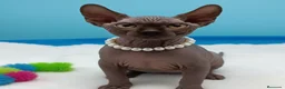 Sphynx gatos en venta: Gatitos Egipcios  - Anuncio 5