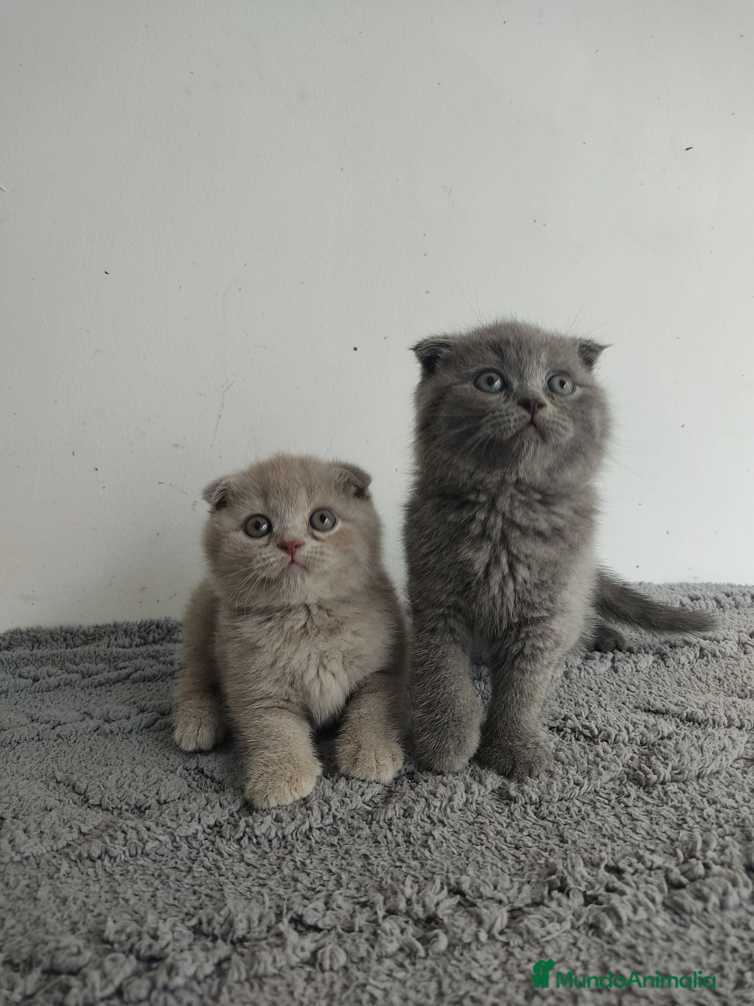 Scottish Fold gatos Scotish fold  - Anuncio 4