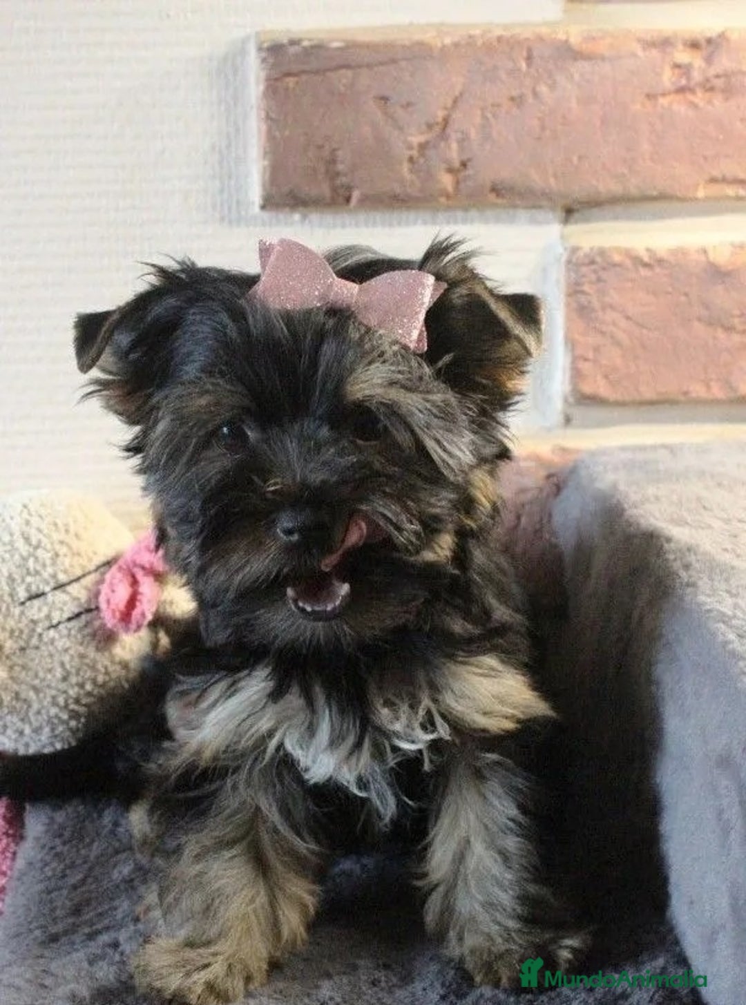 Raza Mixta perros en venta: Preciosos cachorros Yorkiepoo - Imagen 1