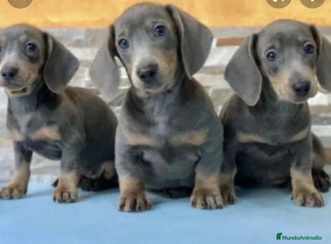 Teckel perros en venta: Teckel mini  - Anuncio 2