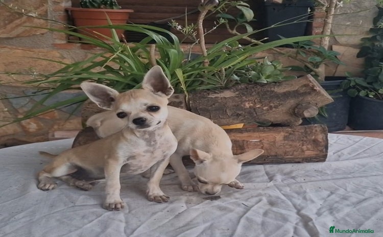 Chihuahua perros - Propaganda 15