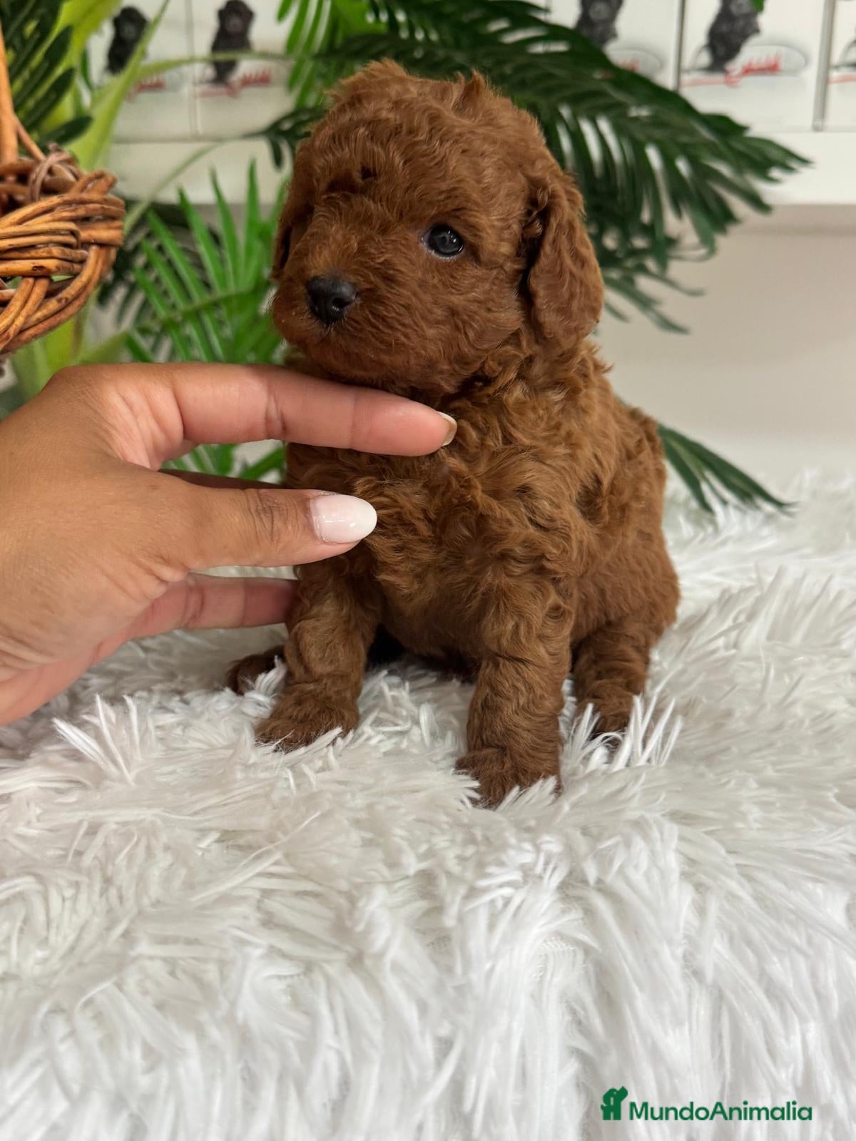 Caniche Toy perros en venta: CANICHE ROJO - Anuncio 1