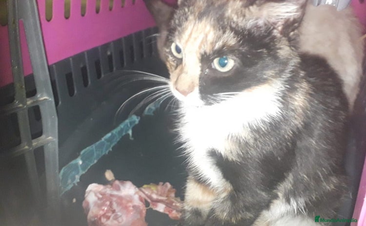 Raza Mixta gatos ADOPCION Gatita tricolor calico 3 meses - Anuncio 1