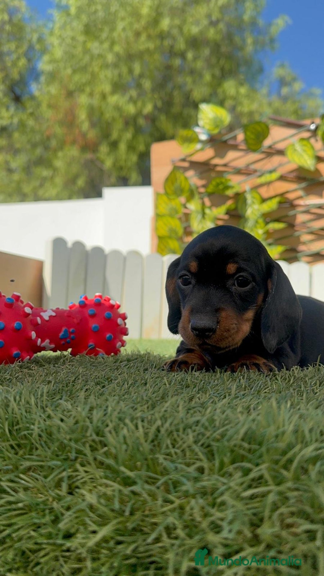 Teckel Miniatura perros en venta: TECKELL MINIATURA MACHO - Imagen 13