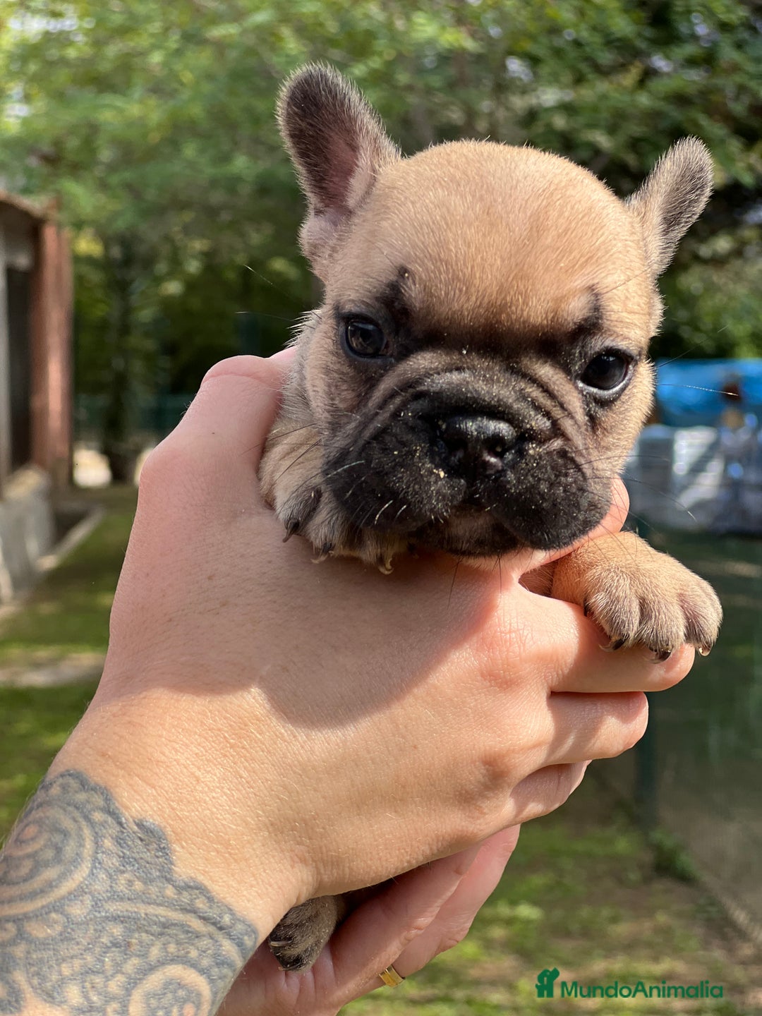 Bulldog Francés perros en venta: Bulldog fawn hembra  - Imagen 5