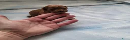 Raza Mixta perros en venta: Caniche  - Anuncio 8