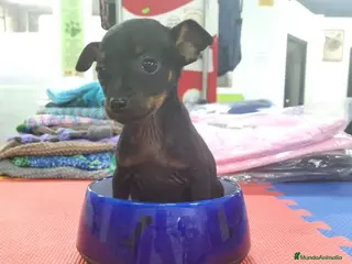 Ratón de Praga perros Ratón dd praga - Anuncio 1