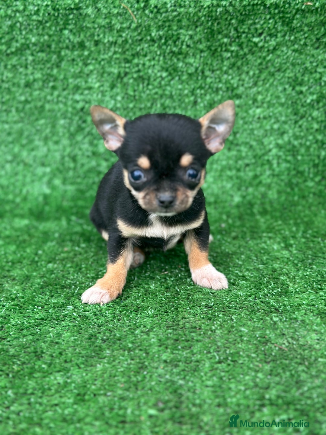 Chihuahua perros en venta: Chihuahua toy  - Anuncio 3