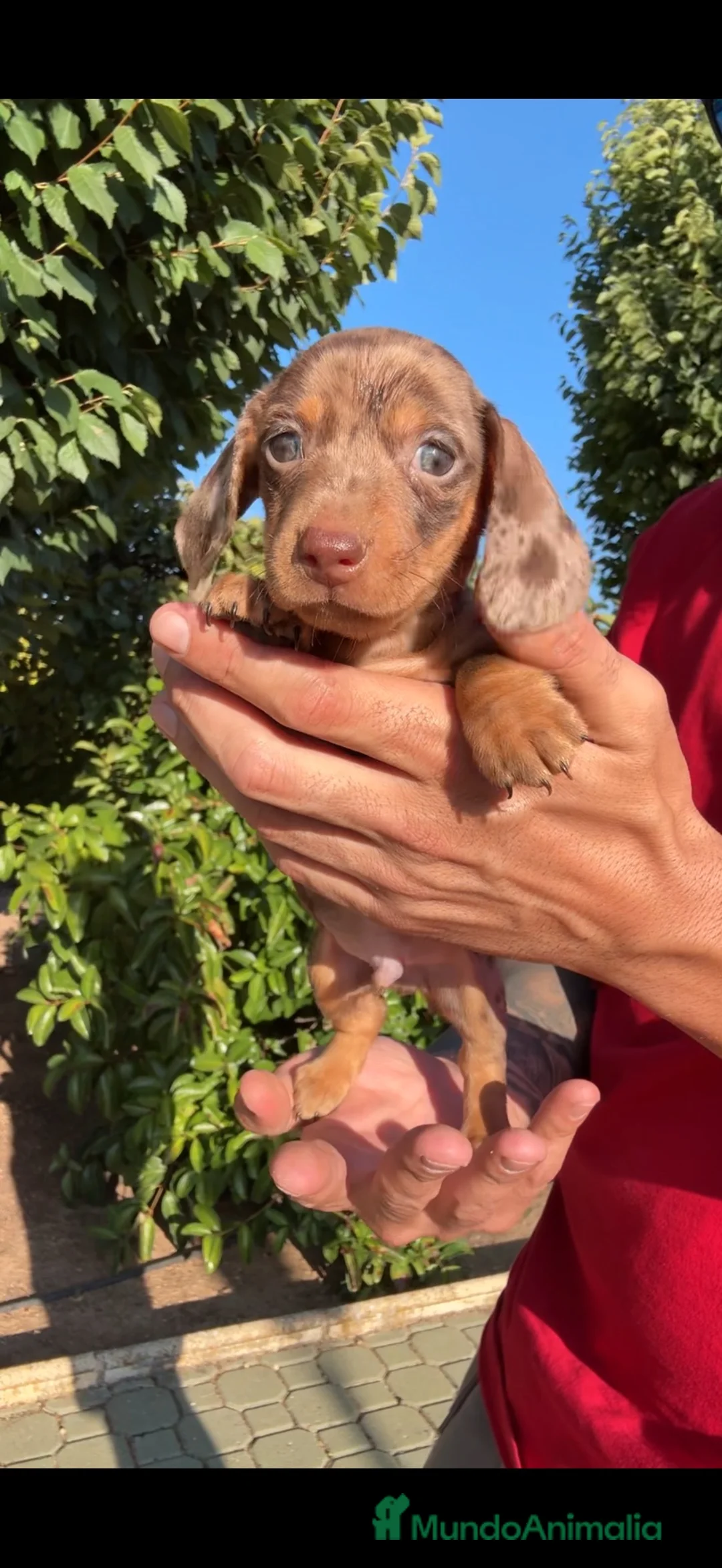 Teckel Miniatura perros en venta: TECKEL KANINCHEN PELO CORTO en Barcelona - Anuncio 2